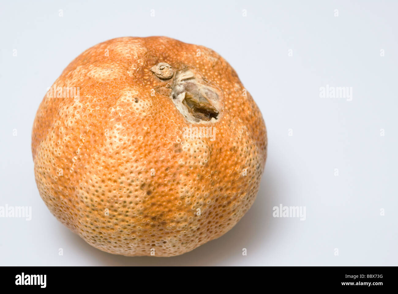 rotten mandarin Stock Photo