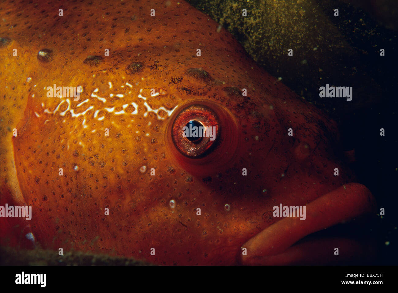 Fish close-up Stock Photo