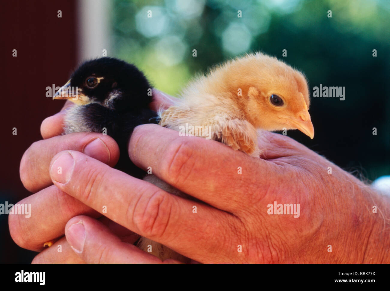 Human hands holding birds Stock Photo