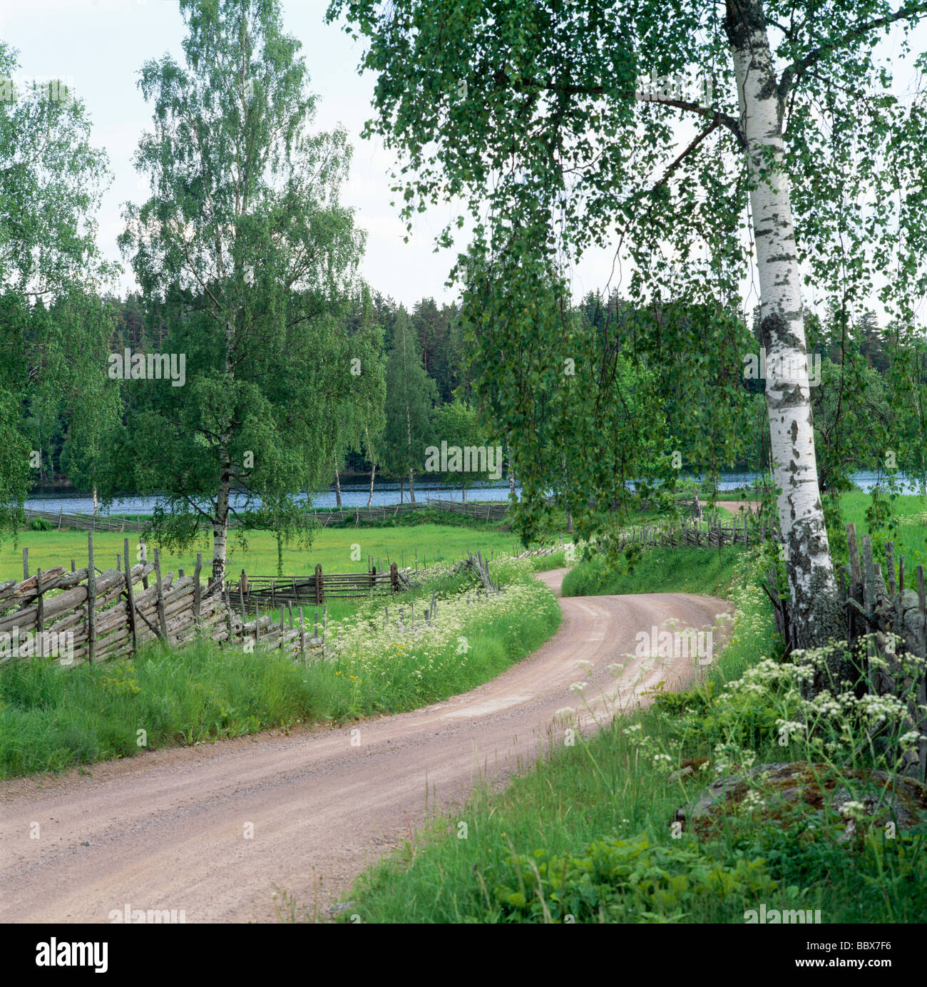 Dirt road amidst trees Stock Photo - Alamy