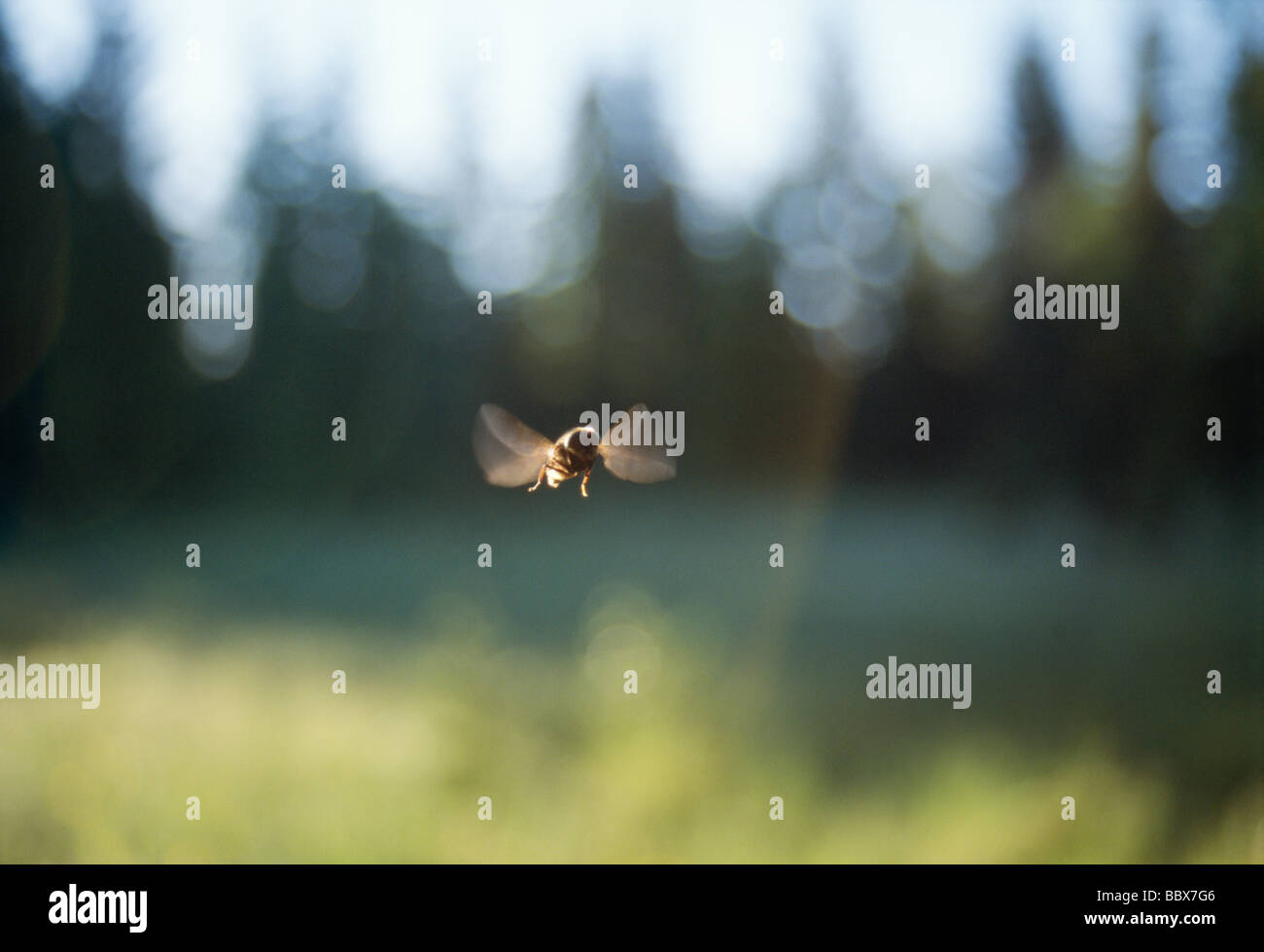 Air fly insects hi-res stock photography and images - Alamy