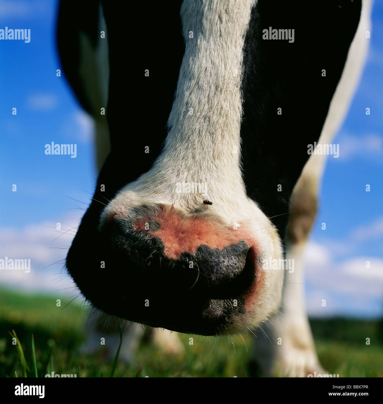 Cow no legs hi-res stock photography and images - Alamy