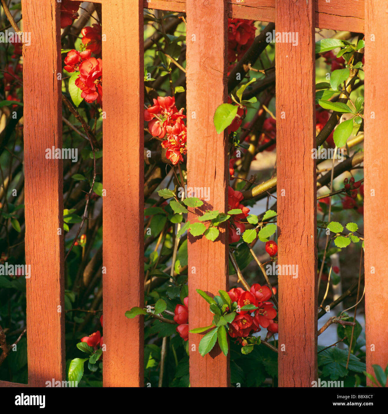 Tree growing into fence hi-res stock photography and images - Alamy
