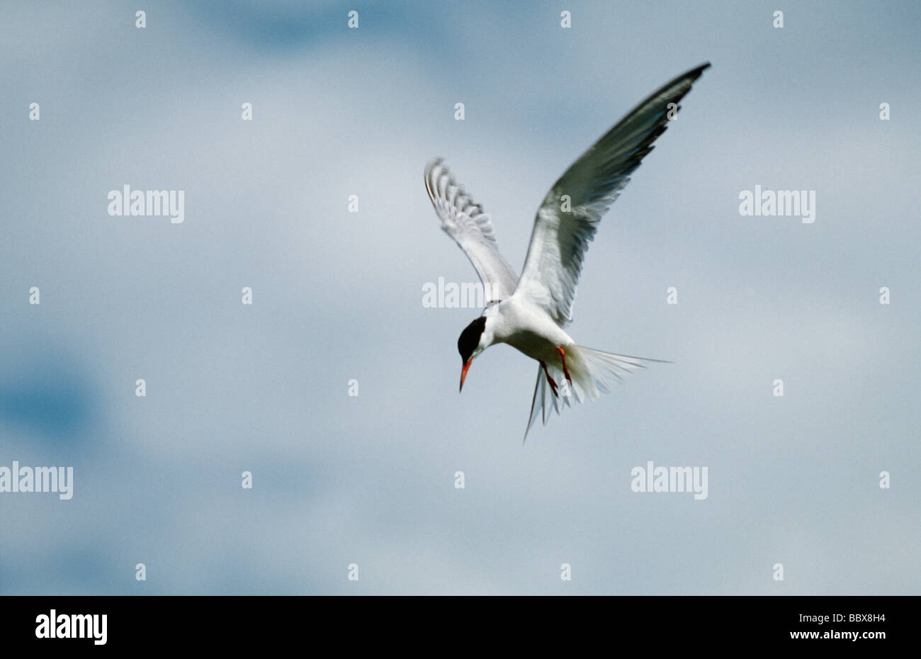 Bird sce hi-res stock photography and images - Alamy