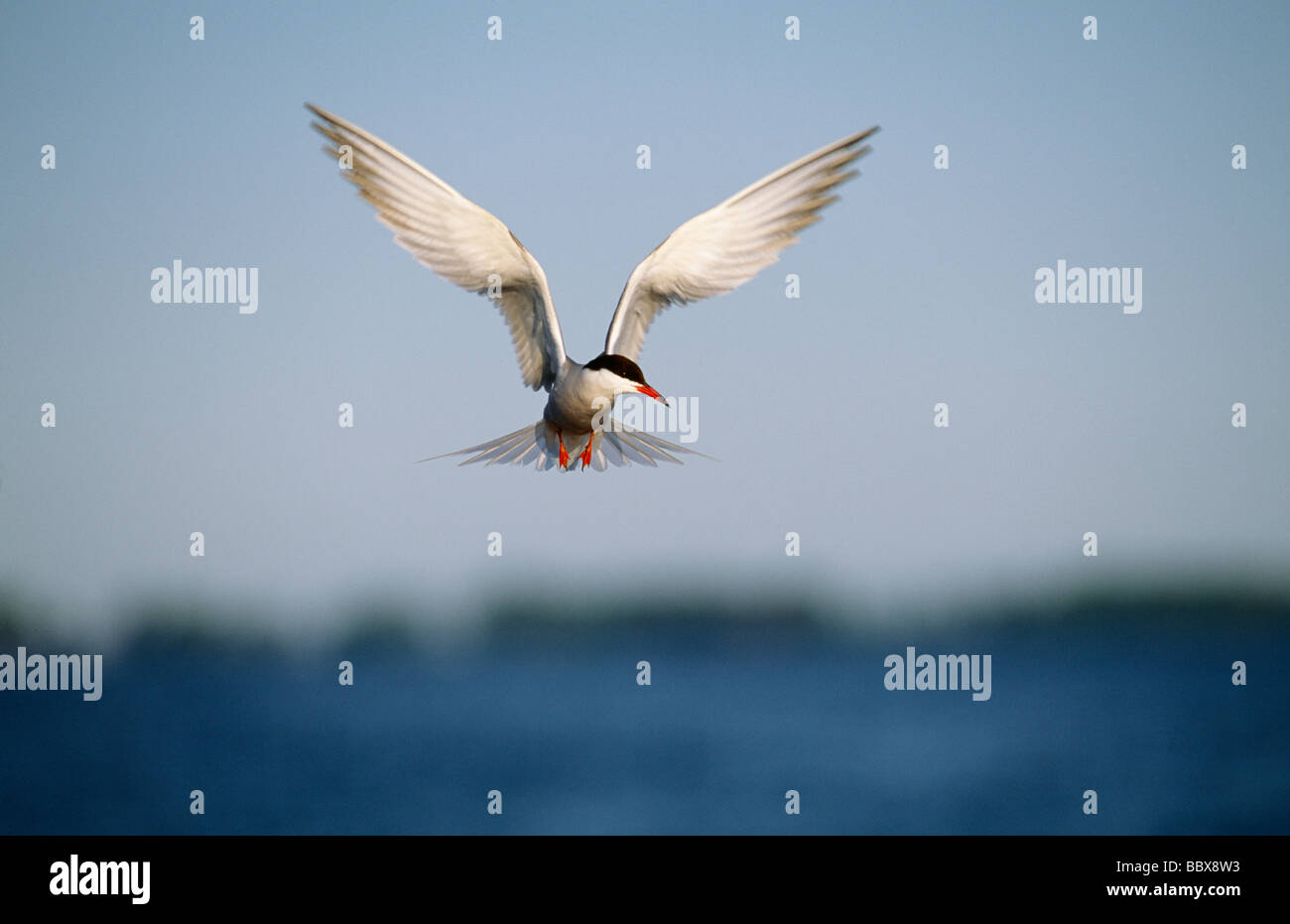 Closeup bird flying in hi-res stock photography and images - Alamy