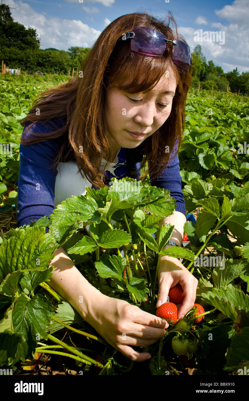 A woman picks strawberries from a fruit farm in suffolk Stock Photo