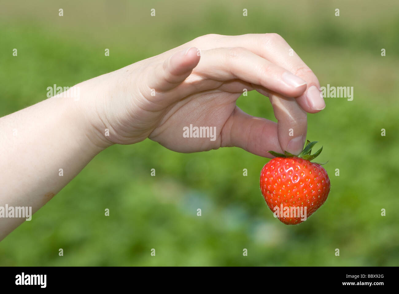 A woman picks strawberries from a fruit farm in suffolk Stock Photo - Alamy
