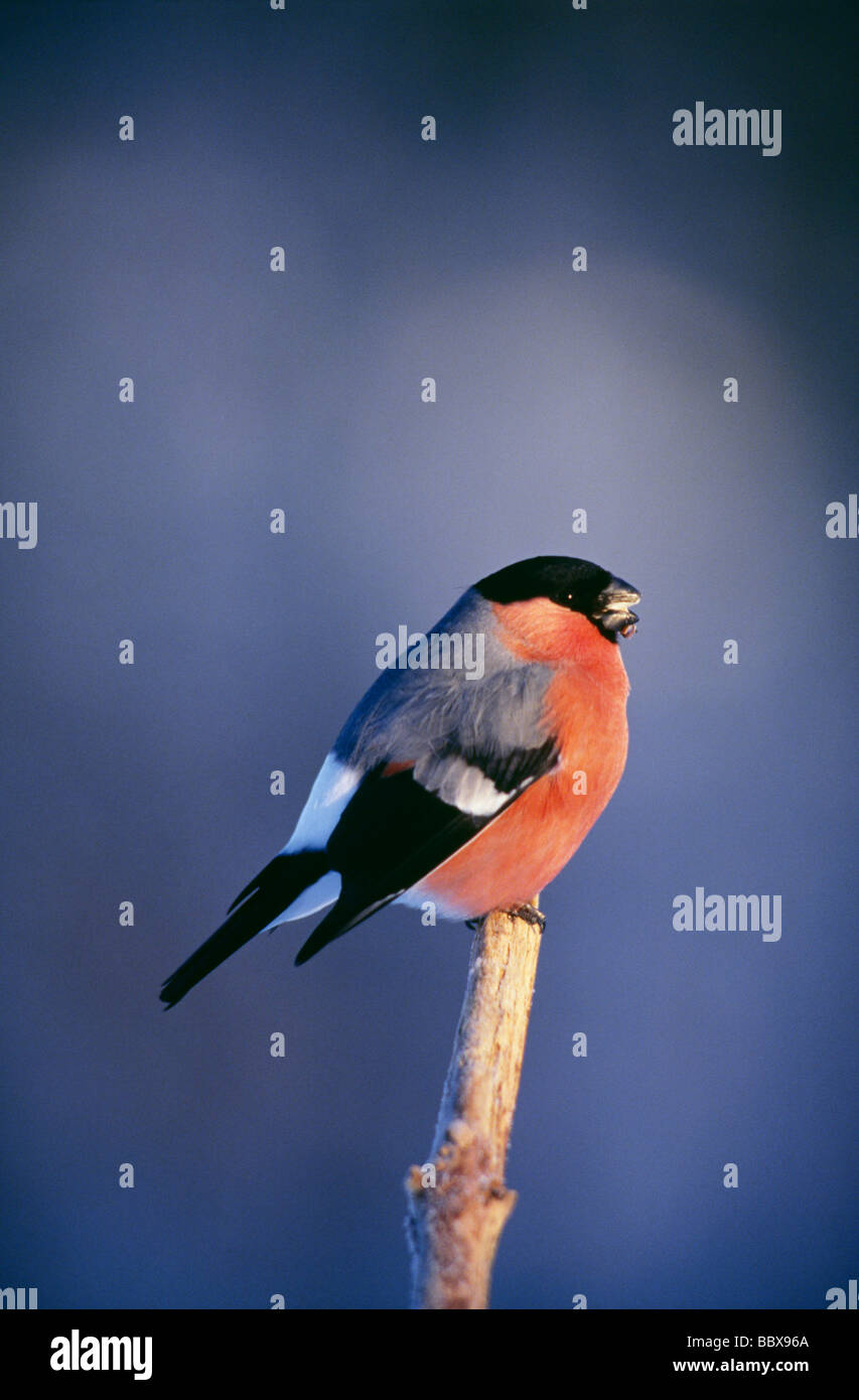 Bird perched on branch Stock Photo - Alamy