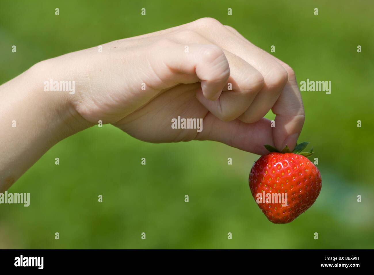 A woman picks strawberries from a fruit farm in suffolk Stock Photo - Alamy