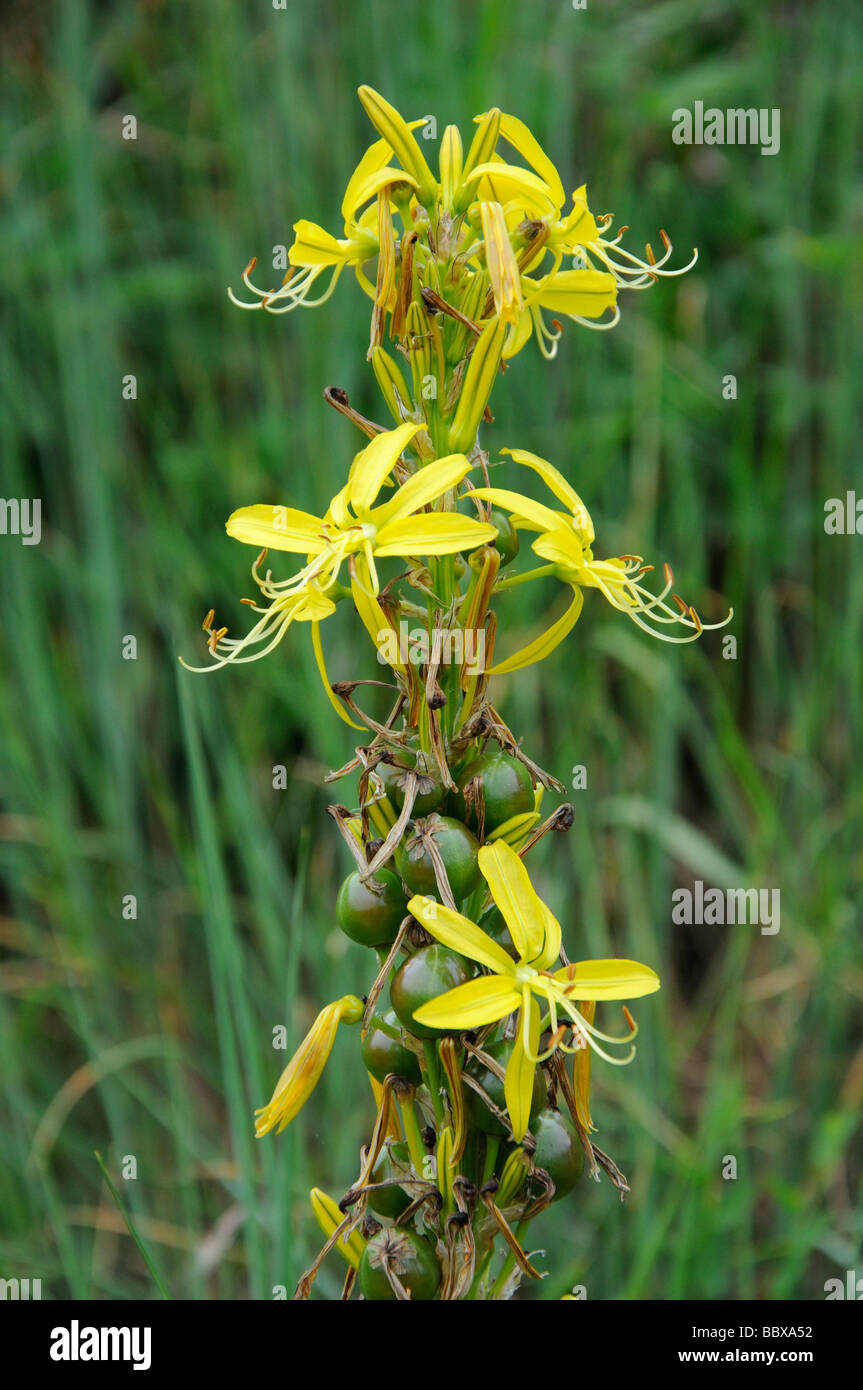 Yellow Asphodel (Asphodeline lutea), France Stock Photo