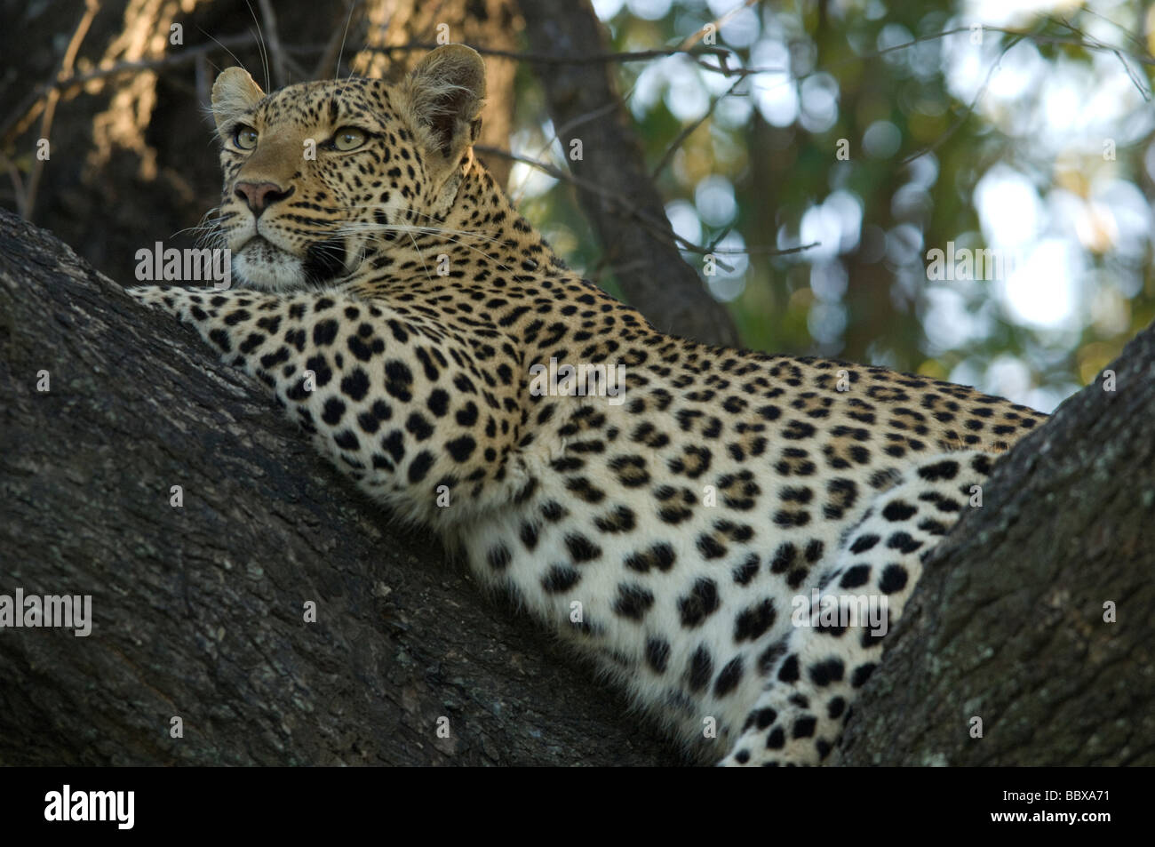 Female leopard made famous in a film called The Eye of the Leopard She