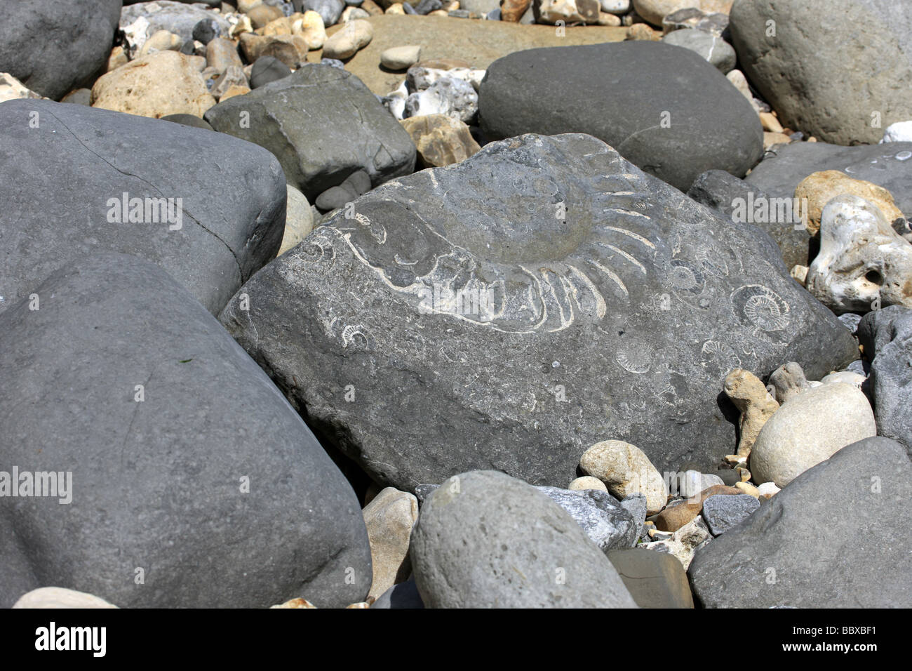 Fossils embedded in the rocks at Lyme Regis Dorset A place on the