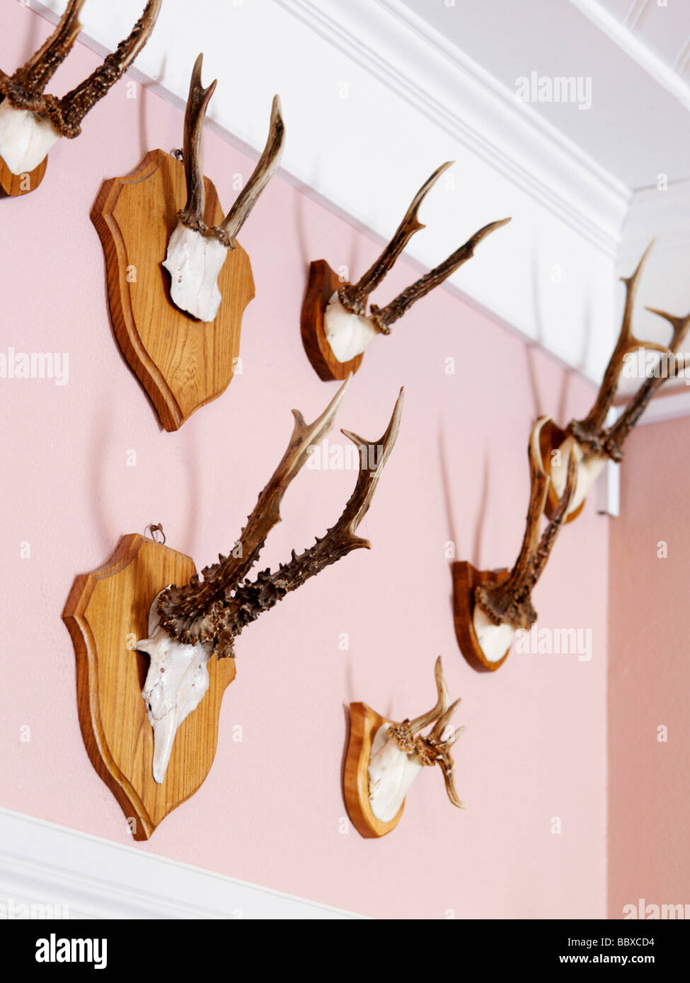 Deer horns on a wall Stock Photo Alamy