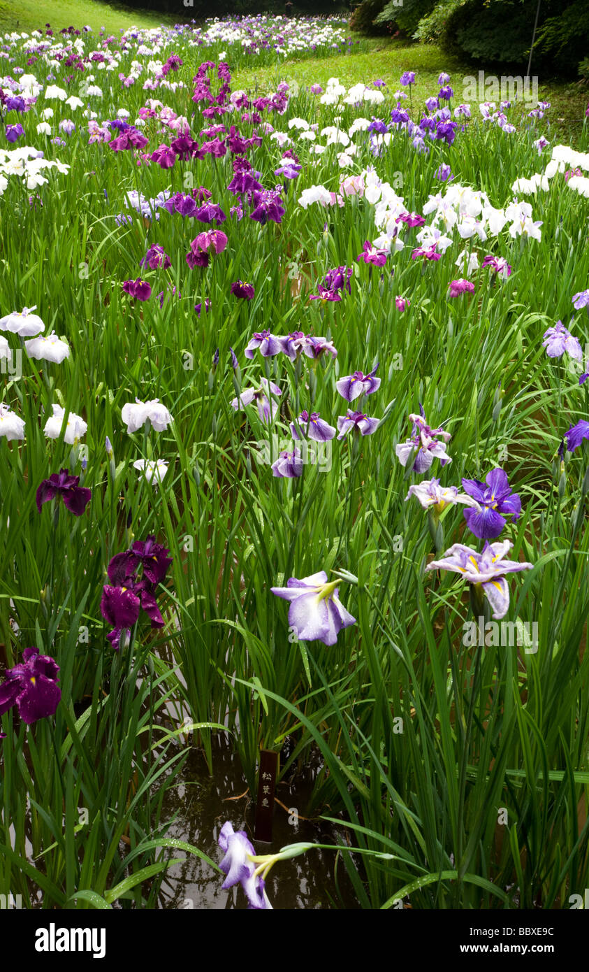 The iris garden at Meiji Jingu Gyoen, in full bloom in early June. Stock Photo