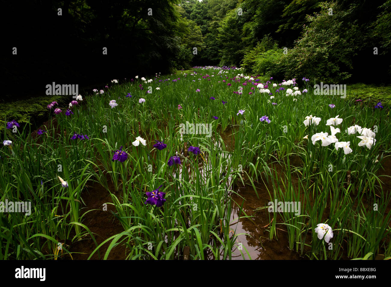 The iris garden at Meiji Jingu Gyoen, in full bloom in early June. Stock Photo