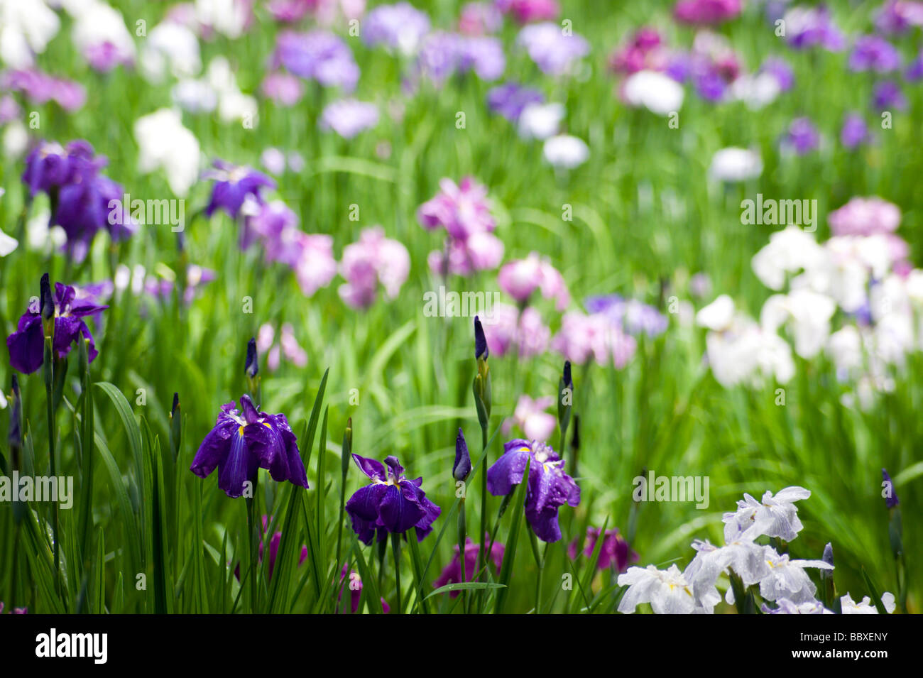 Japanese irises in full bloom at the Meiji Jingu Gyoen in early June Stock Photo