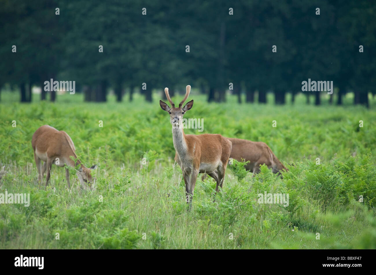 Young deer in Bushy Park, Surrey, UK Stock Photo