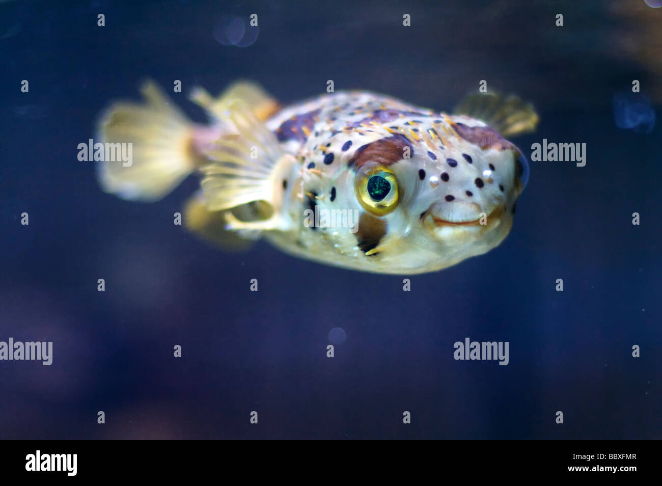 Smiling porcupinefish looking at you. This fish is also known as a puffer fish, ballon fish or globe fish Stock Photo