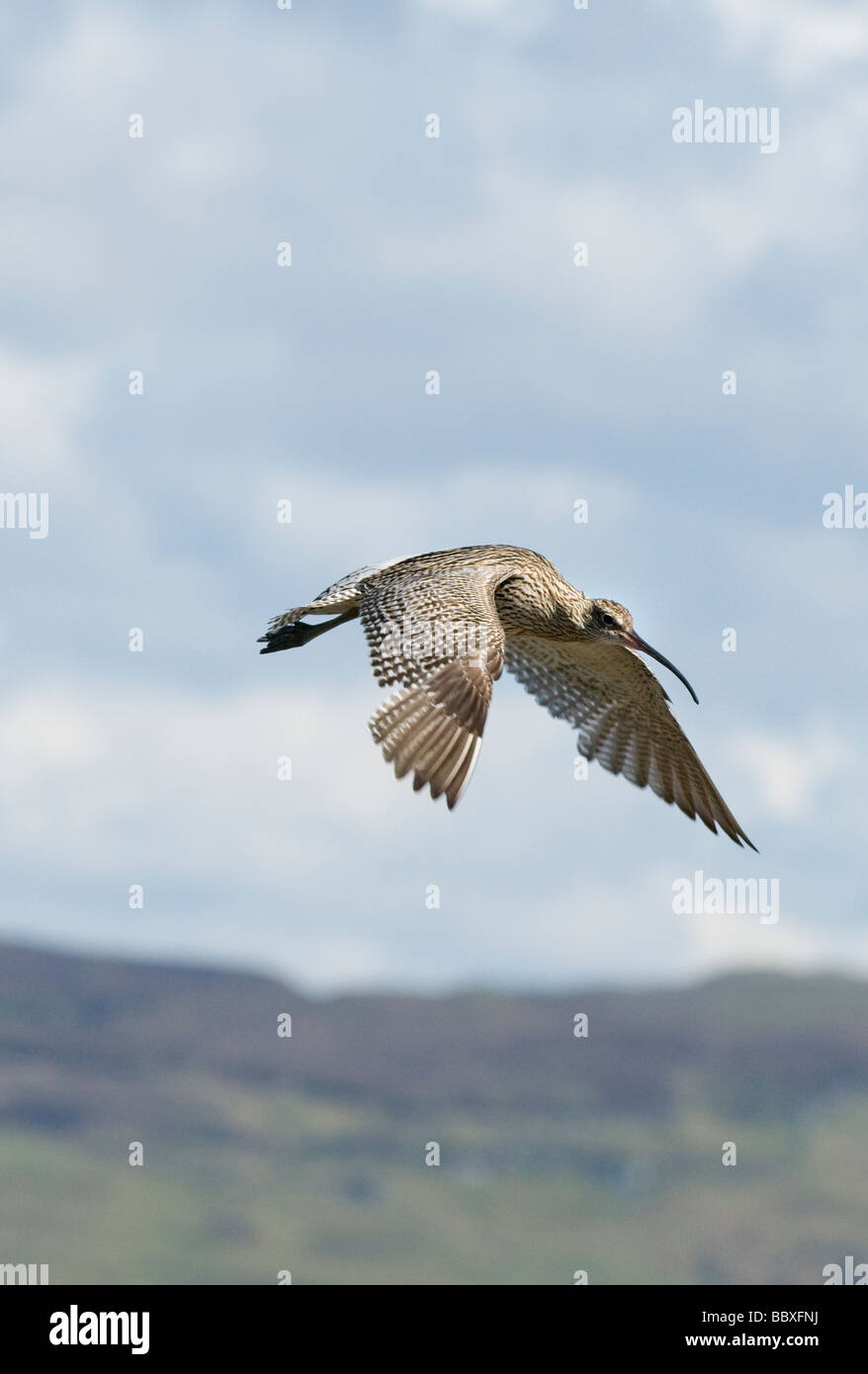 Curlew In Flight Curlew scotland hi-res stock photography and images - Alamy