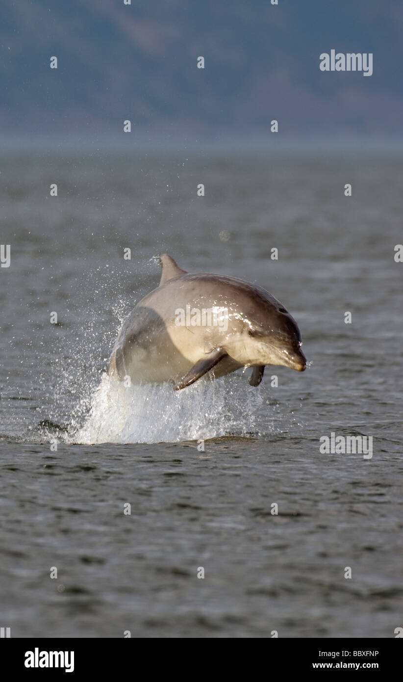 leaping bottle nosed dolphin tursiops truncatus chanonry point moray firth scotland Stock Photo