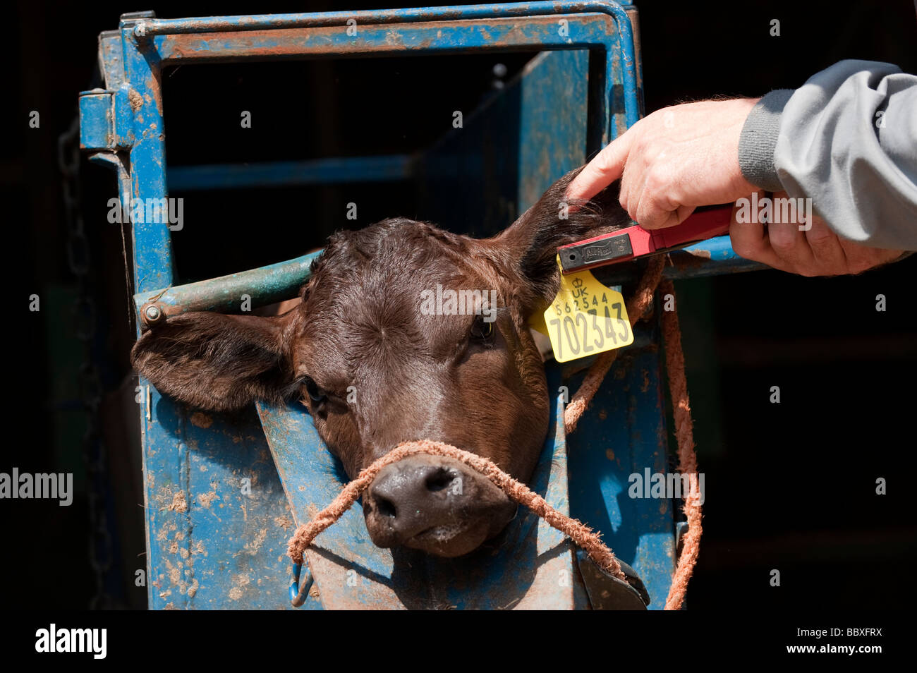 Farmer putting identification tags into a calf s ear  Stock Photo