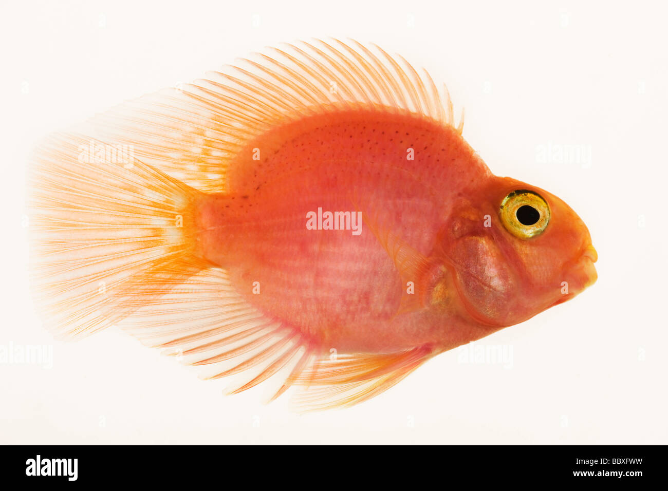 Red Parrot fish Studio shot against white background Stock Photo