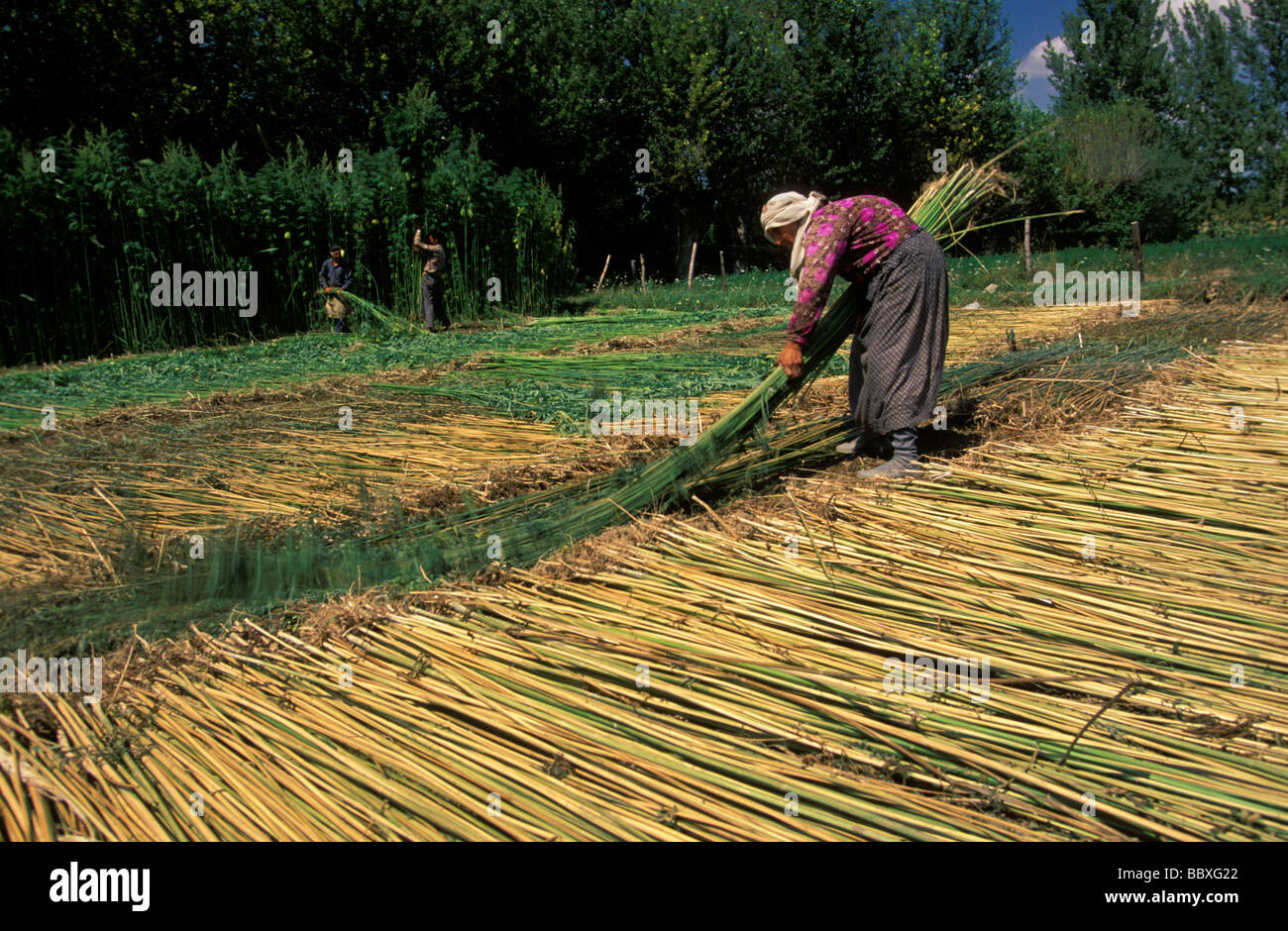 Reed harvest in Bafra Black Sea Turkey Stock Photo - Alamy