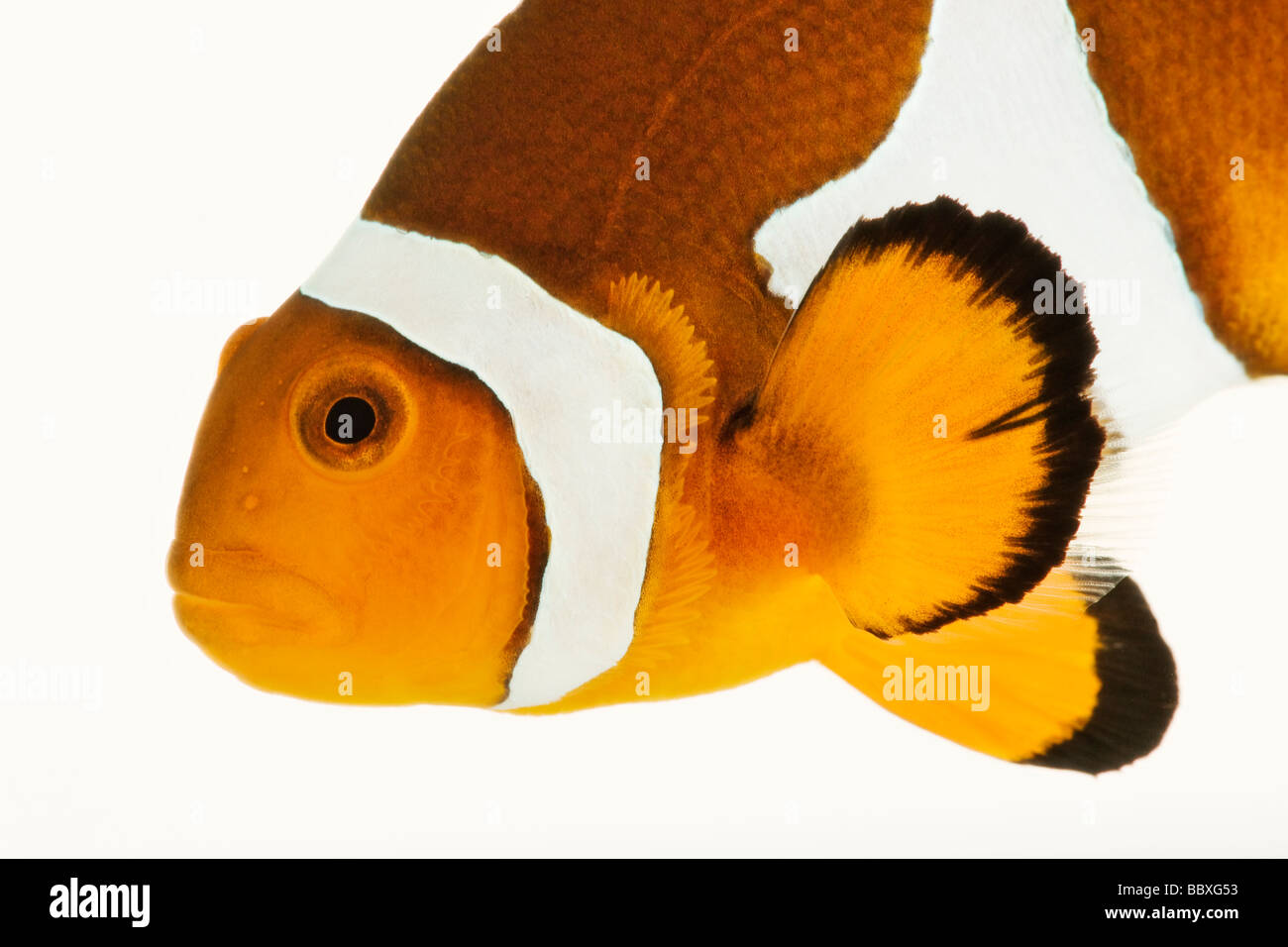 Percula Clownfish Amphiprion percula Tropical marine reef fish that use anemones as shelter and feeding ground Stock Photo