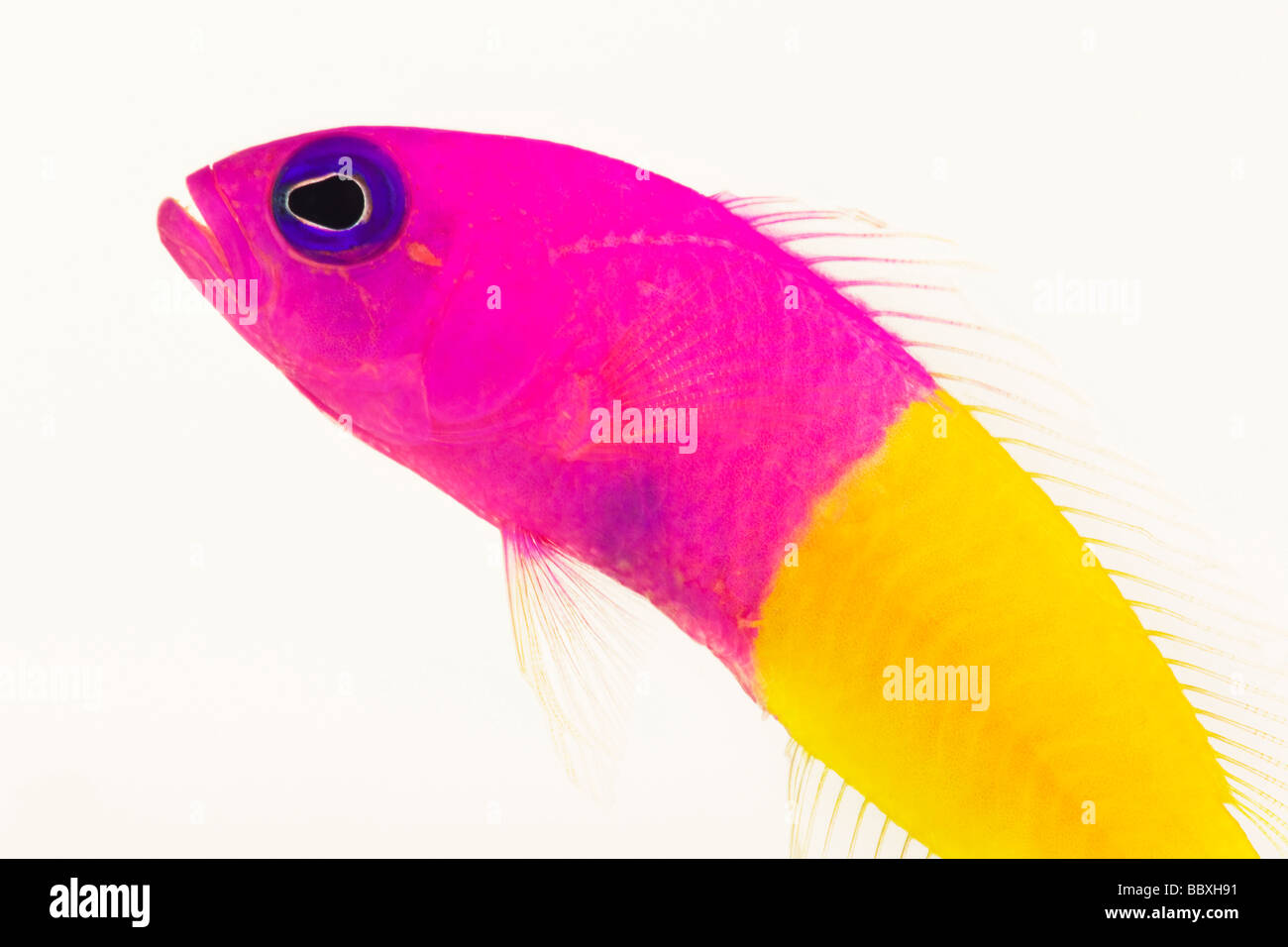 Dottyback Pseudochromis paccagnellae Tropical marine reef fish Stock Photo