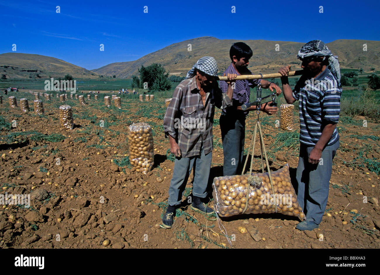 Potato harvest Nigde Turkey Stock Photo