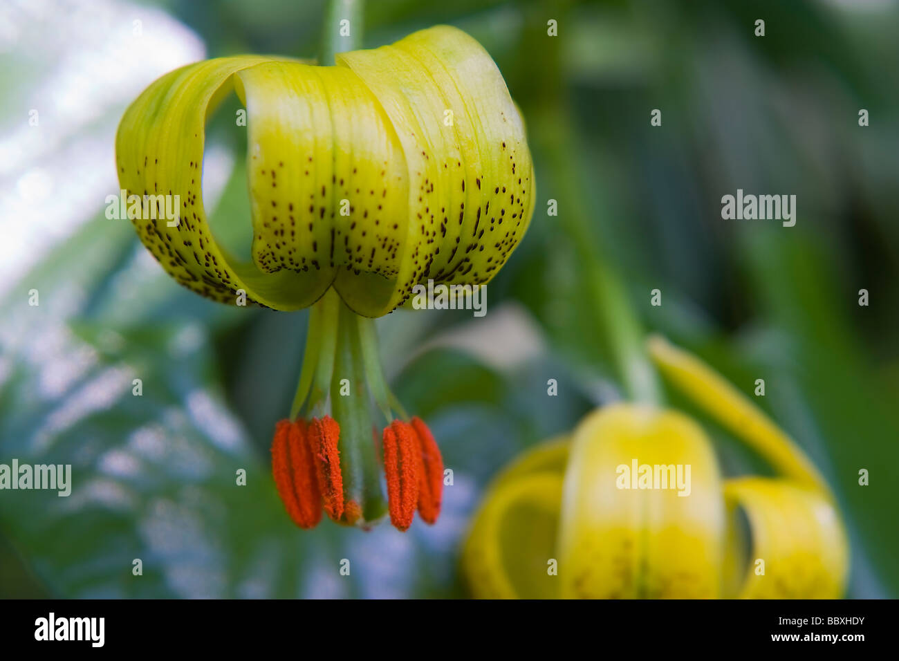 Pyrenean Lily, Yellow Turk's-cap Lily, Yellow Martagon Lily ( Lilium pyrenaicum ) flowers. Stock Photo