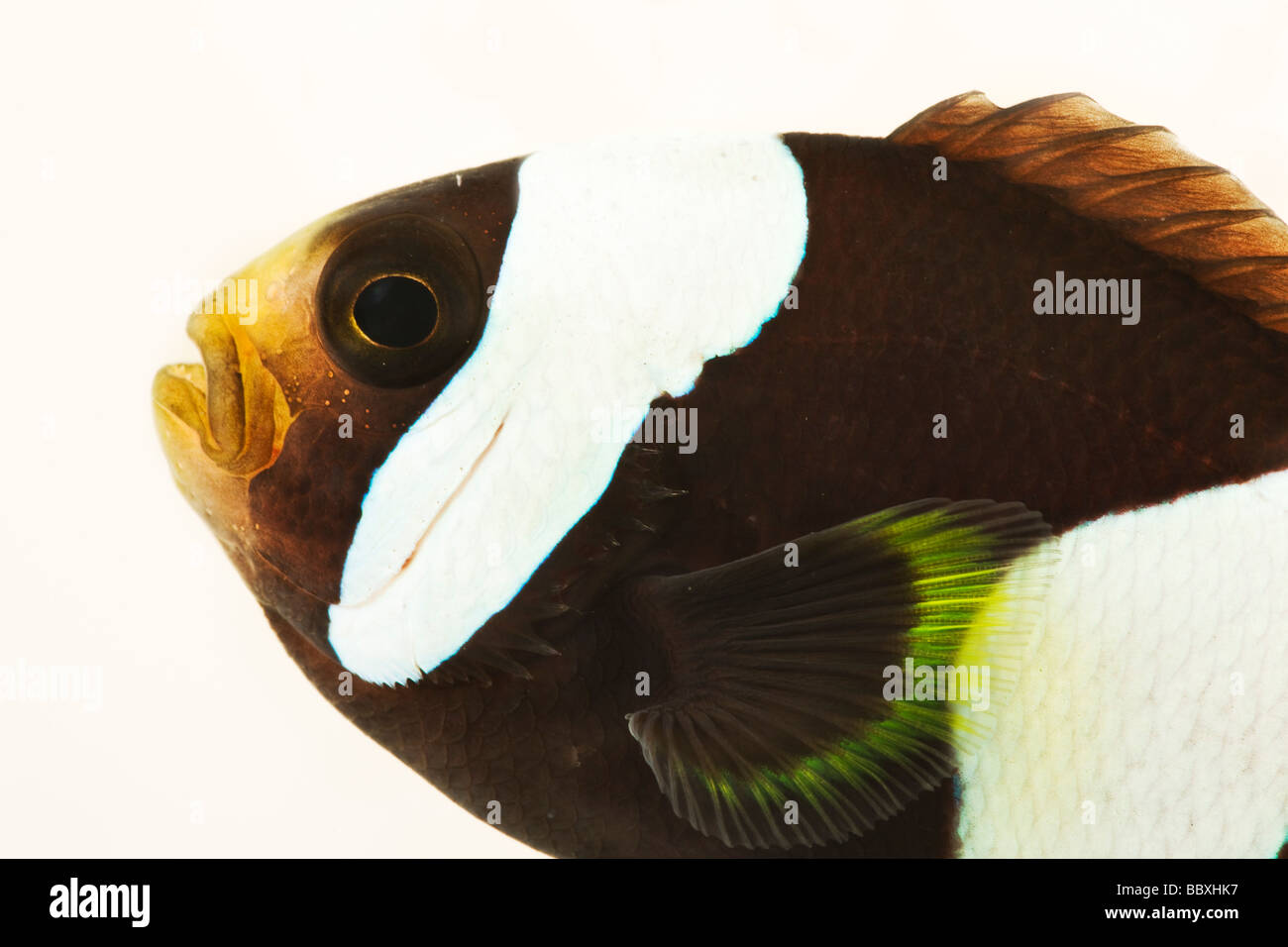 Black and white False Percula Clownfish Amphiprion ocellaris Tropical marine reef fish Stock Photo