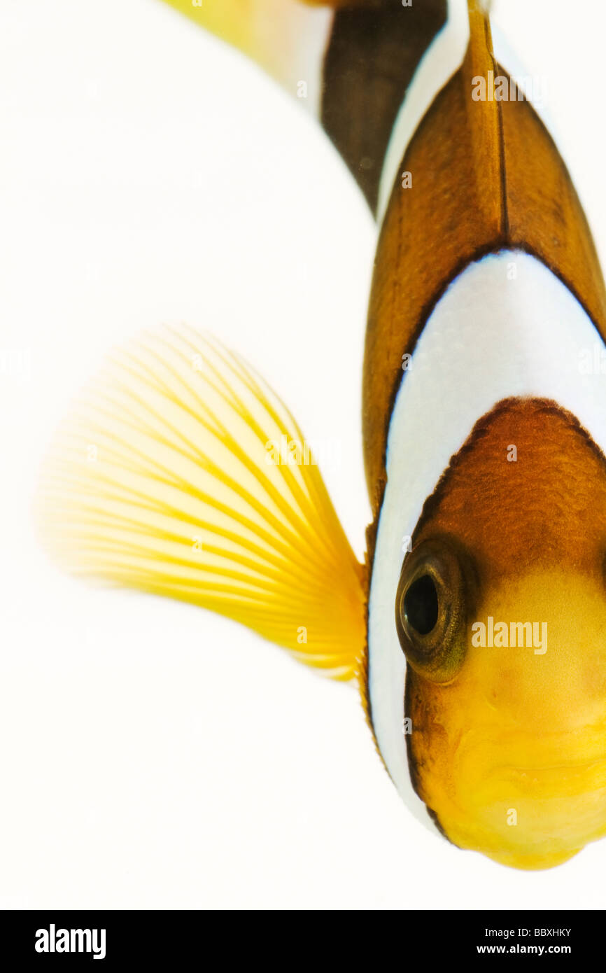 African Clownfish Amphiprion sp Tropical marine reef fish that live in close relation with anemones Against white background Stock Photo