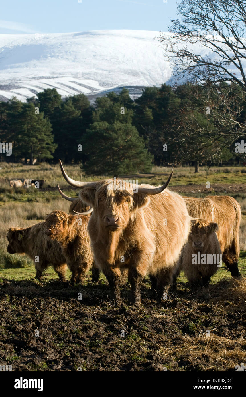 highland cattle balnafettach farm strathspey scotland Stock Photo