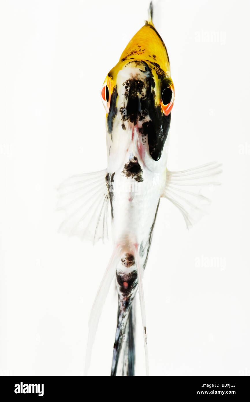 Koi Angel fish Studio shot against white background Stock Photo