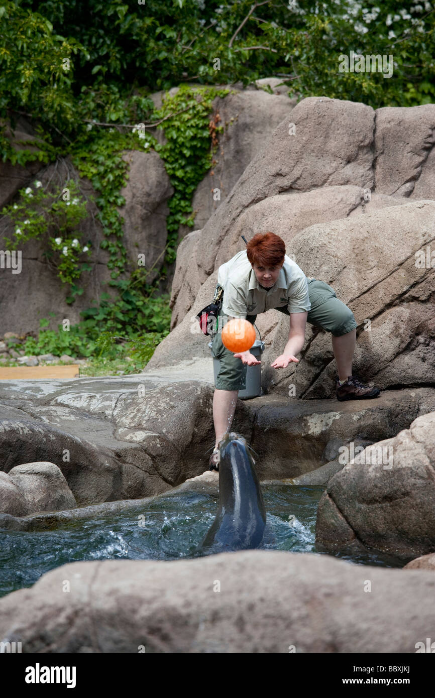 Catch with a Harbor Seal at the Bronx Zoo in New York City Stock Photo