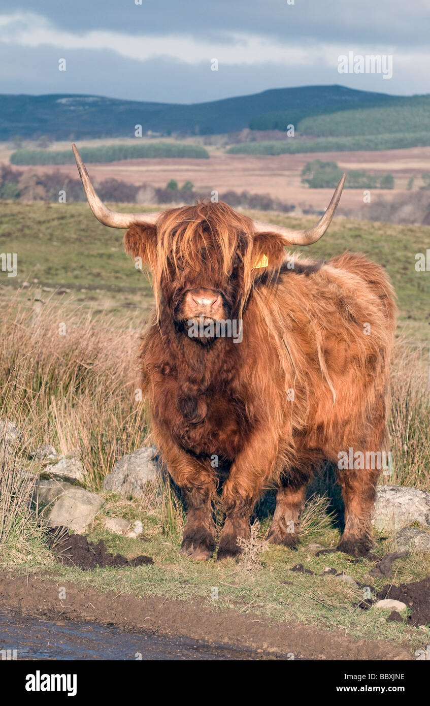 a young shaggy highland cow standing in rough pasture in the cairngorms ...