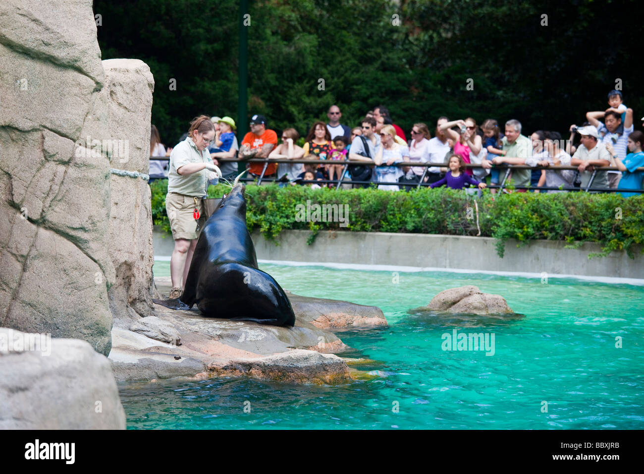 Harbor Seal Feeding Time at the Bronx Zoo in New York City Stock Photo ...