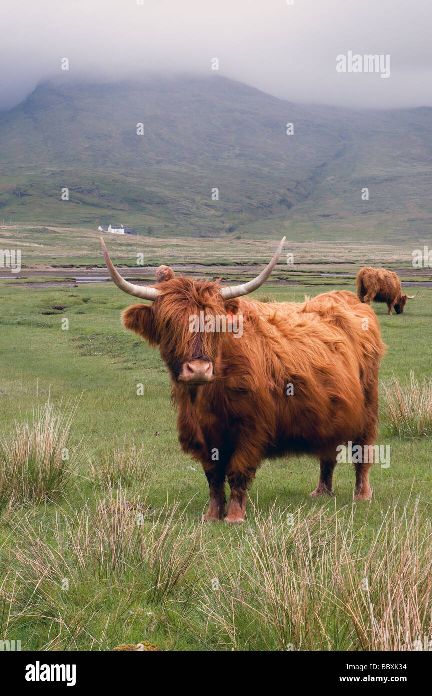 Highland cow isle mull scotland hi-res stock photography and images - Alamy