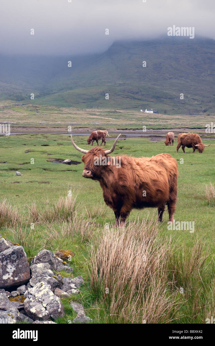 highland cattle grazing rough pasture with misty mountain in the background on the isle of mull scotland Stock Photo