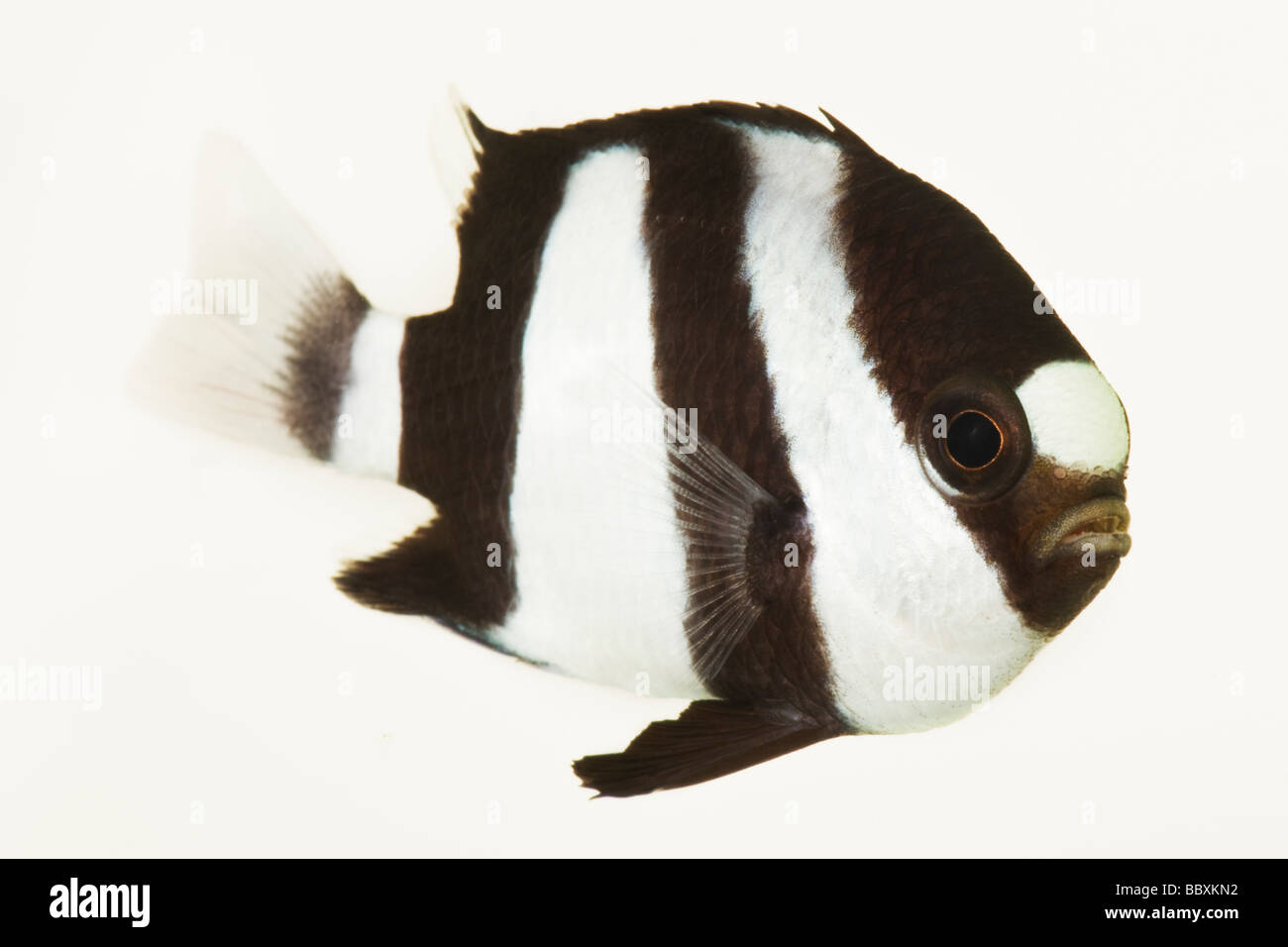 3 Stripe Damsel Dascyllus aruanus Tropical marine reef fish  Indo West Pacific from eastern Africa and the Red Sea Stock Photo