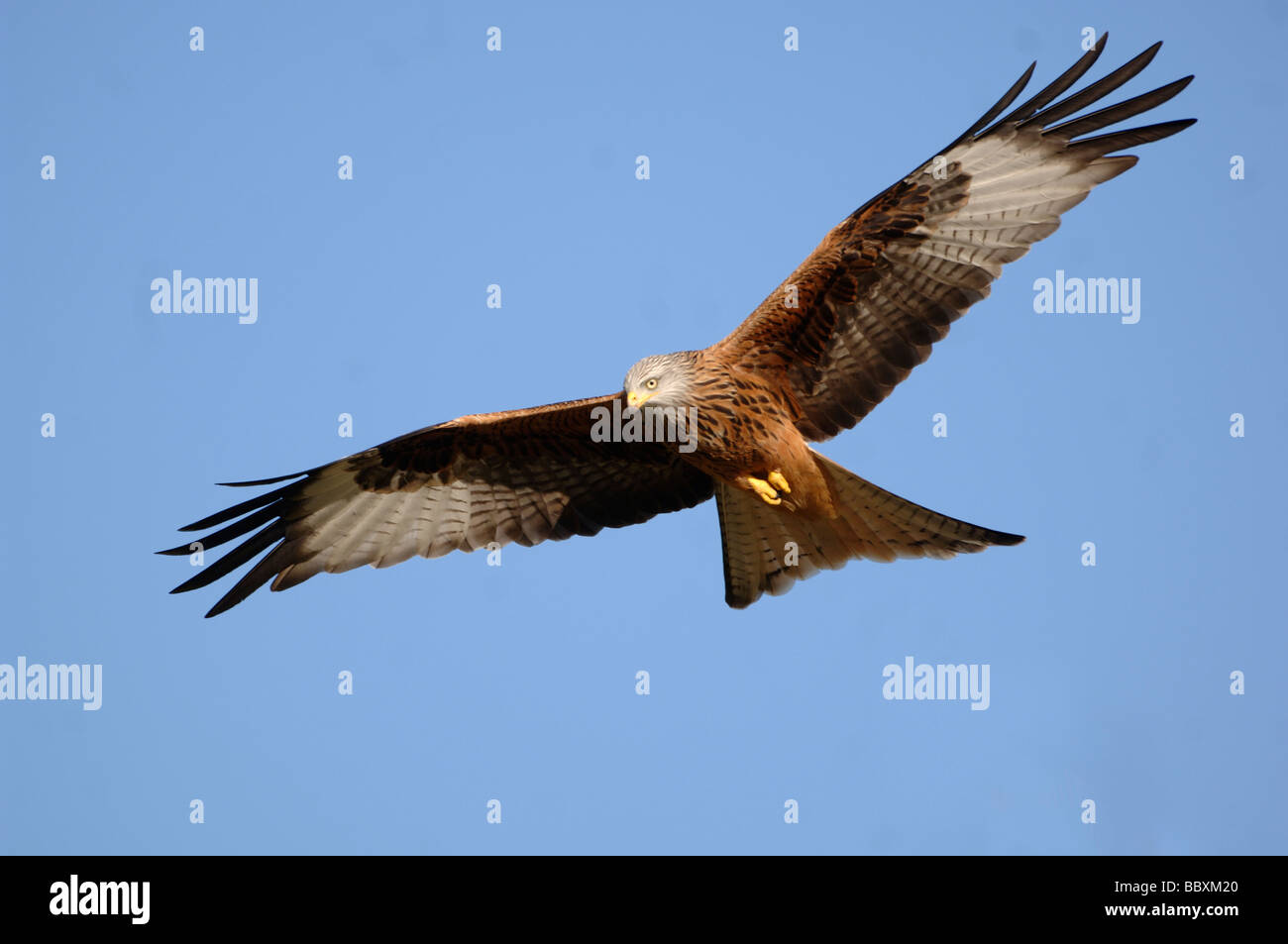 Red Kite Milvus milvus In flight Photographed in Wales Stock Photo