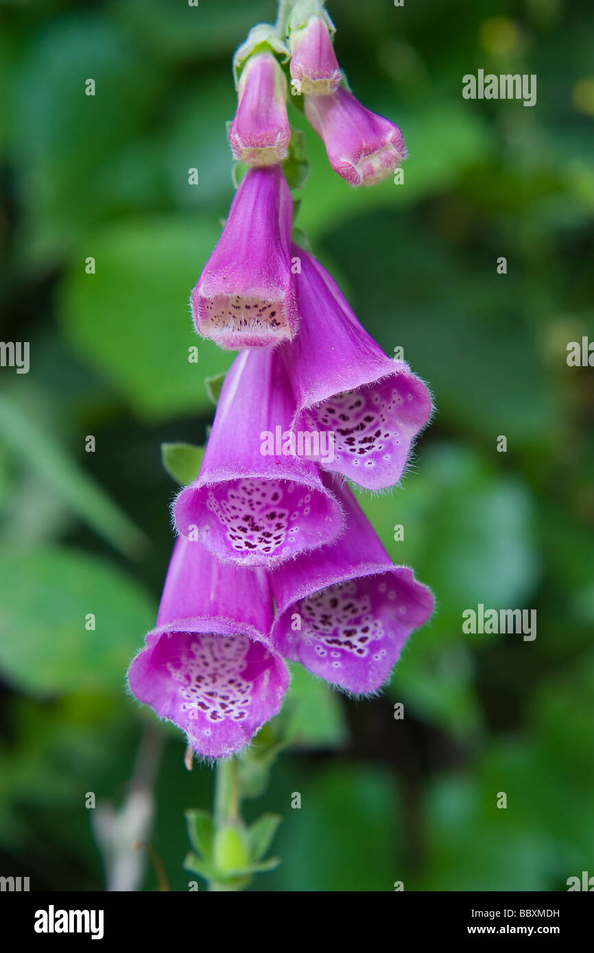 Digitalis purpurea leaves hi-res stock photography and images - Alamy