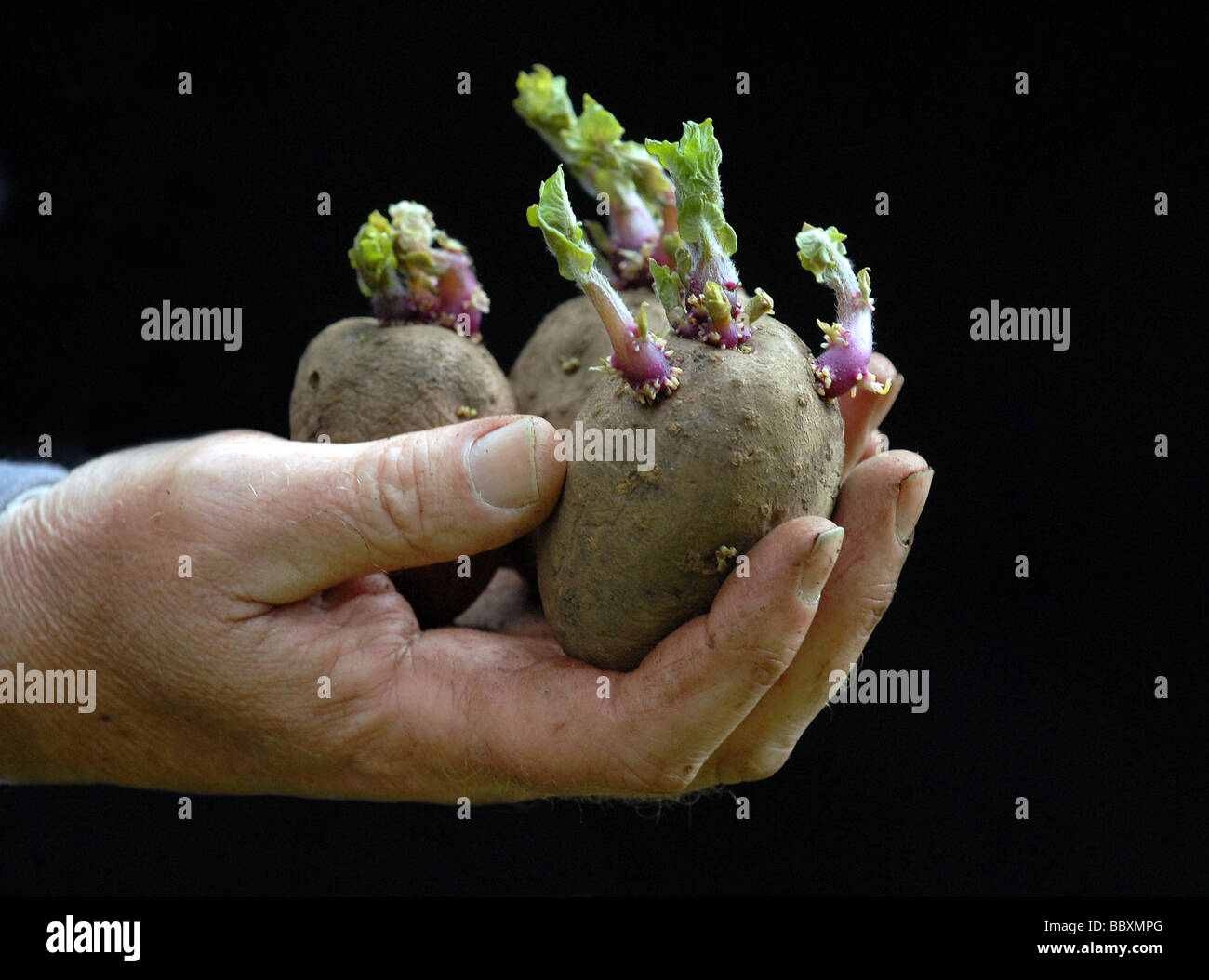 Vegetable food potato potato sprout hires stock photography and images
