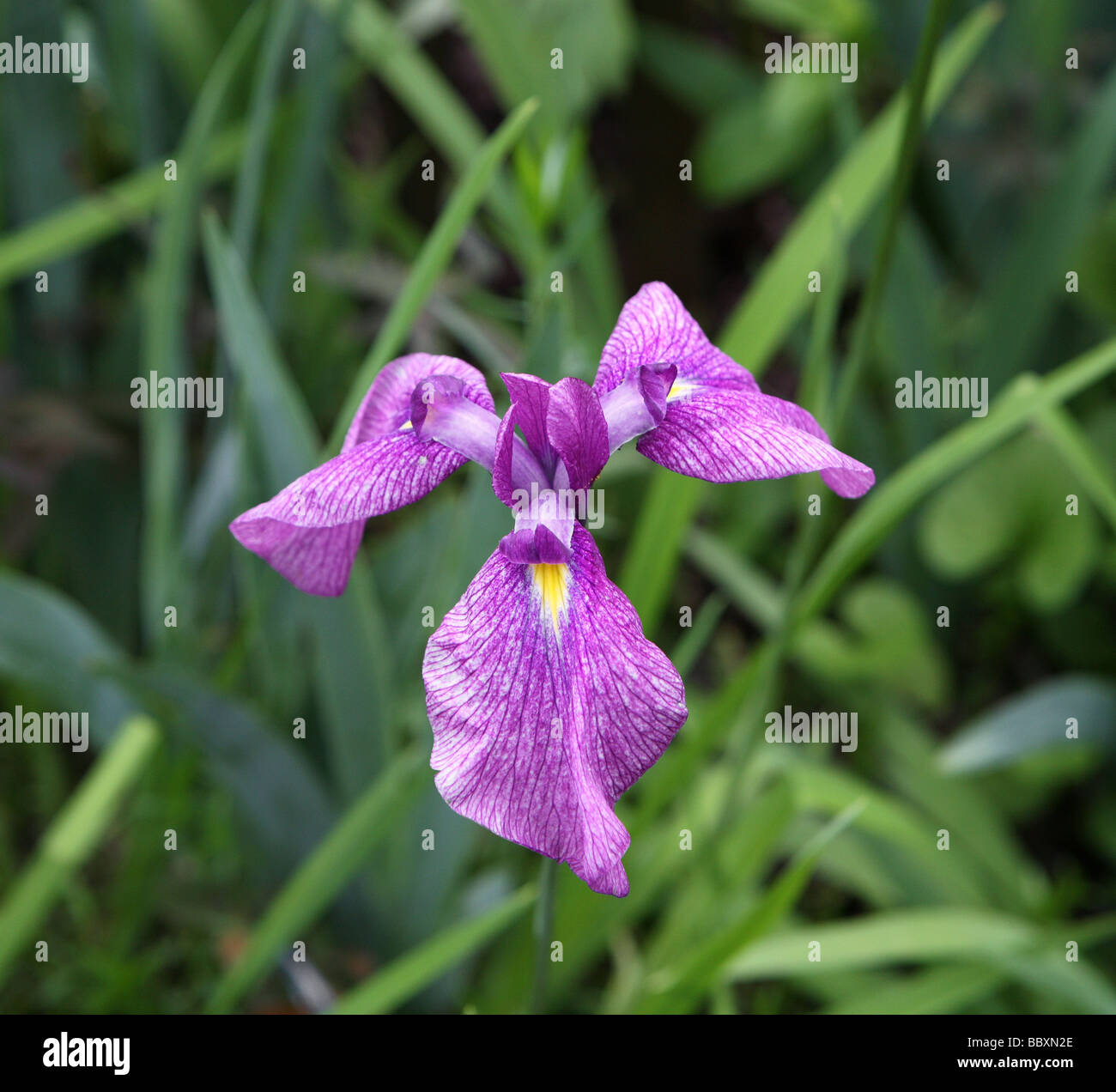 A beautiful Iris Germanica iridaceae German Iris Stock Photo Alamy
