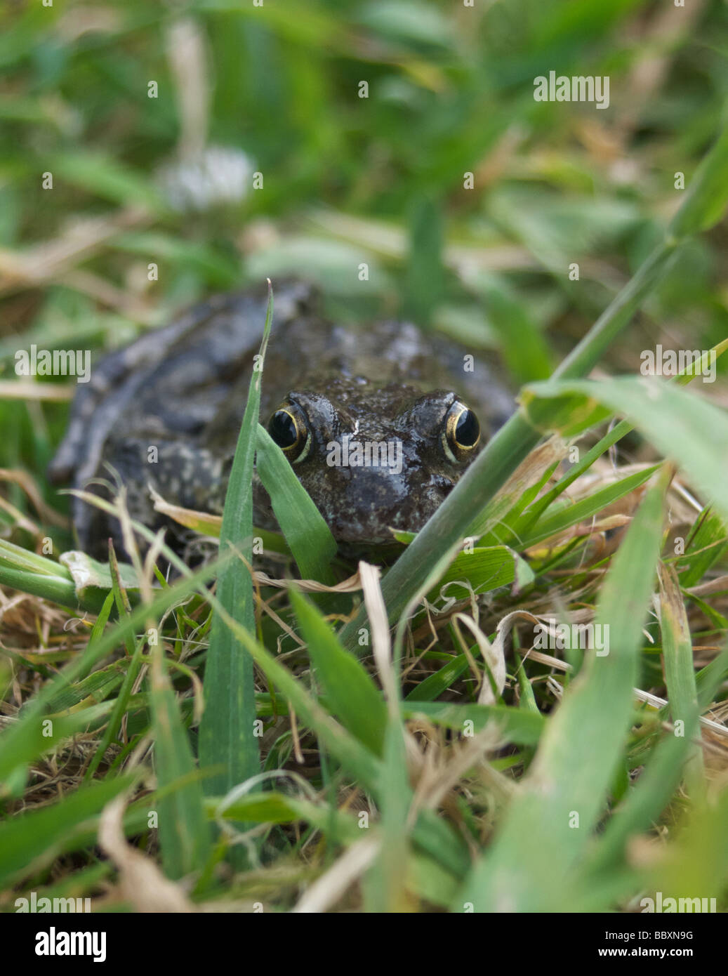 Frog in grass hi-res stock photography and images - Alamy