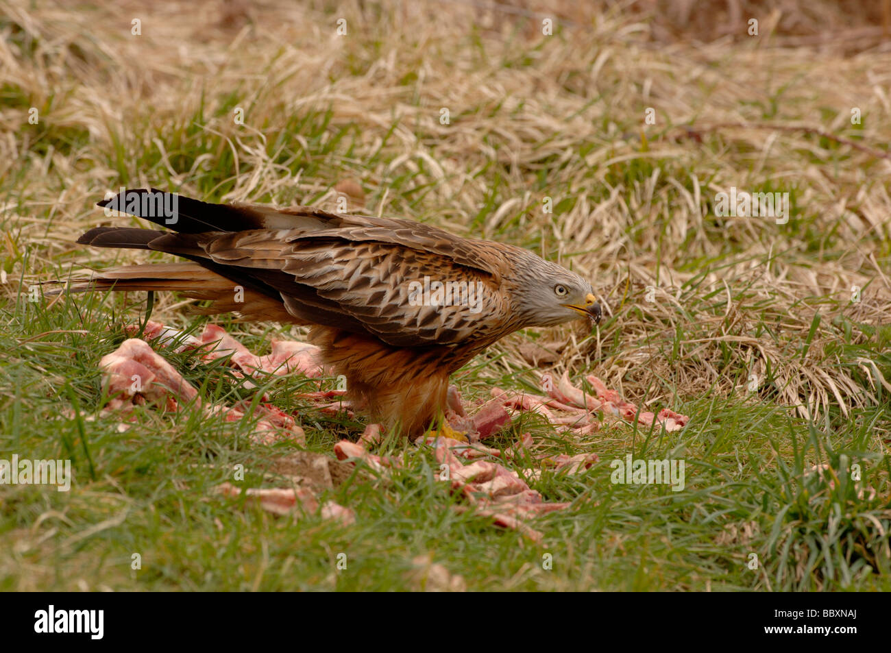 Red Kite Milvus milvus Scavenging Photographed in UK Stock Photo