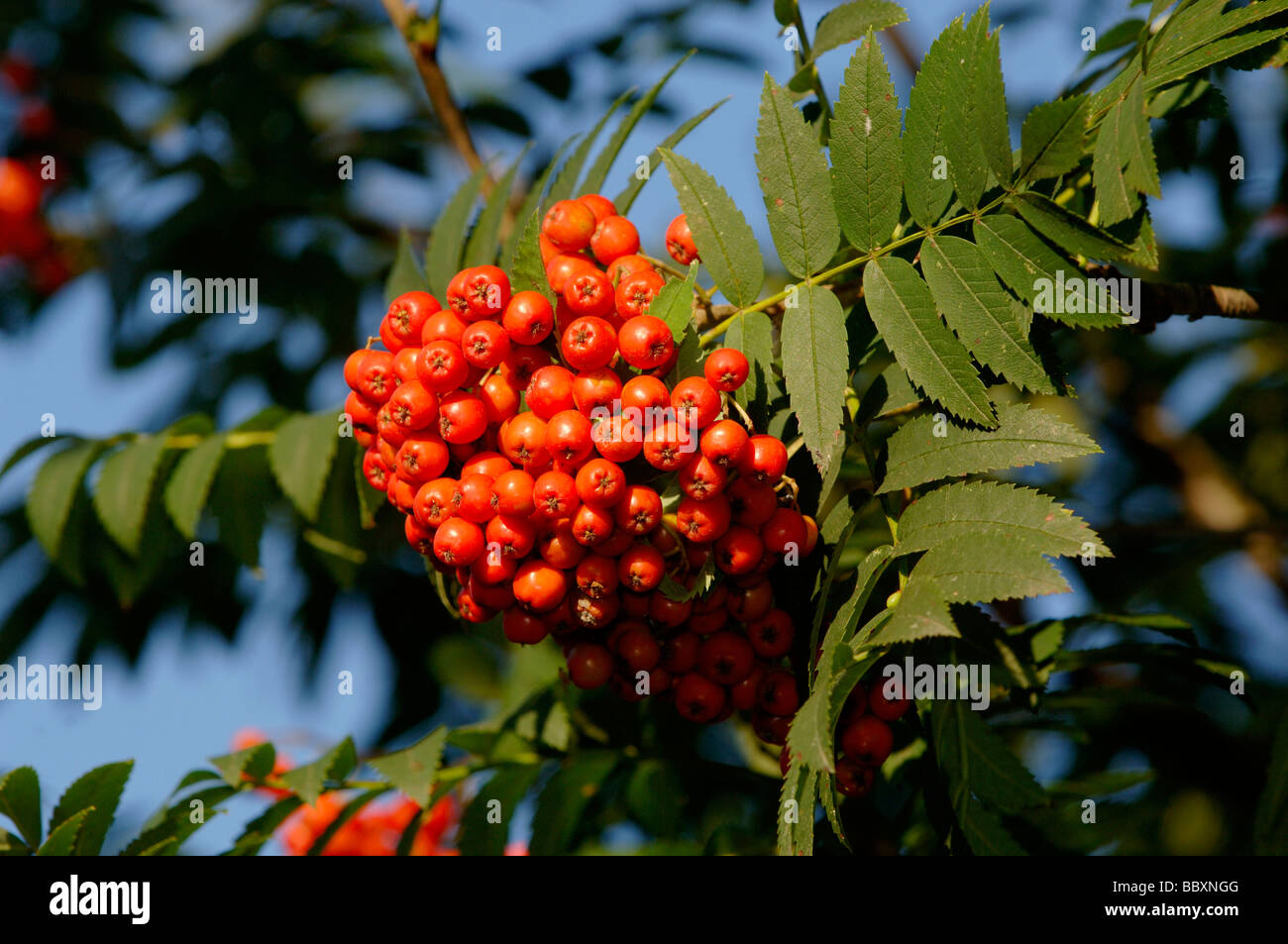 Rowan Sorbus aucuparia In berry Photographed in UK Stock Photo