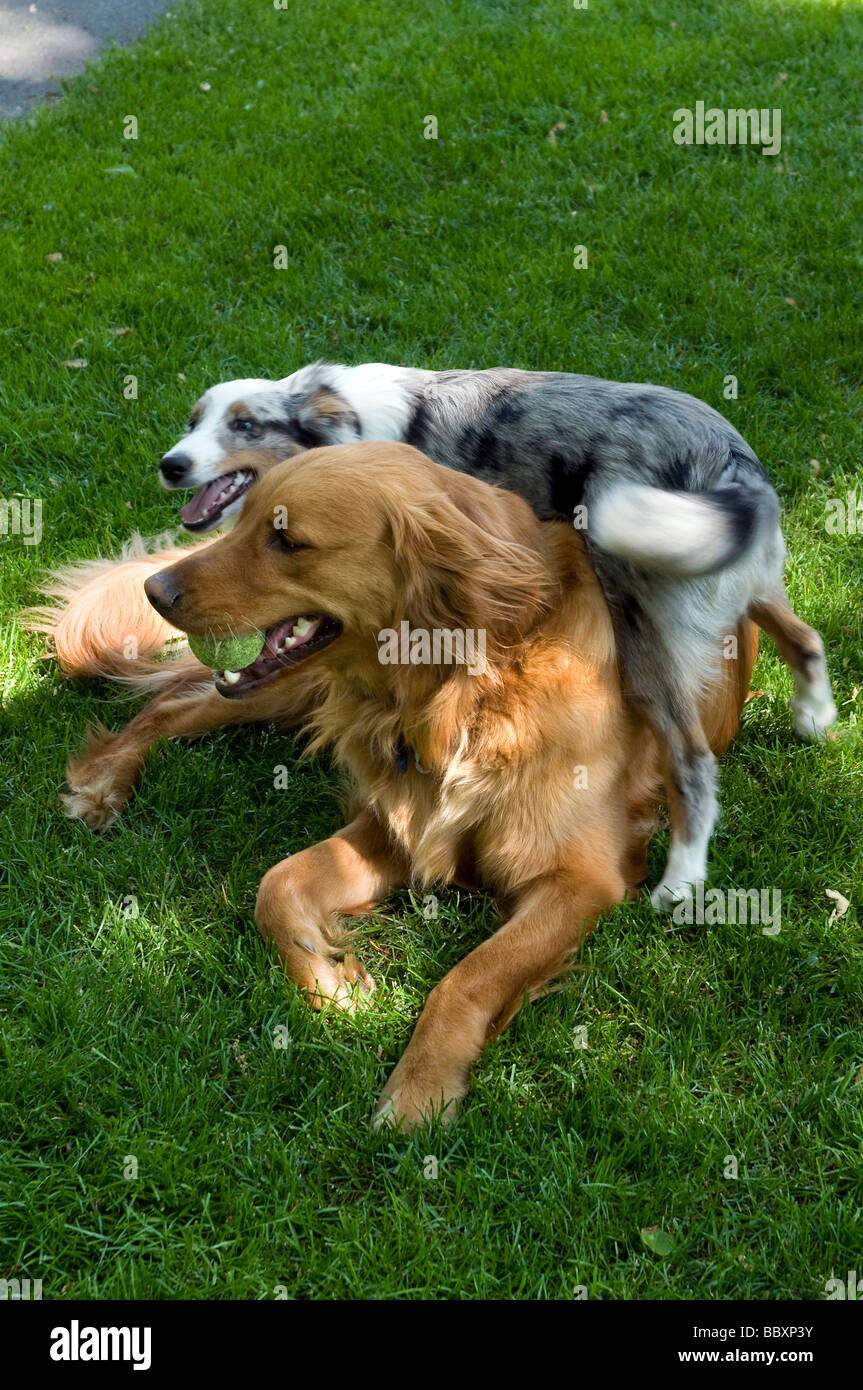 Golden Retriever and Sheltie puppy playing on grass Stock Photo Alamy