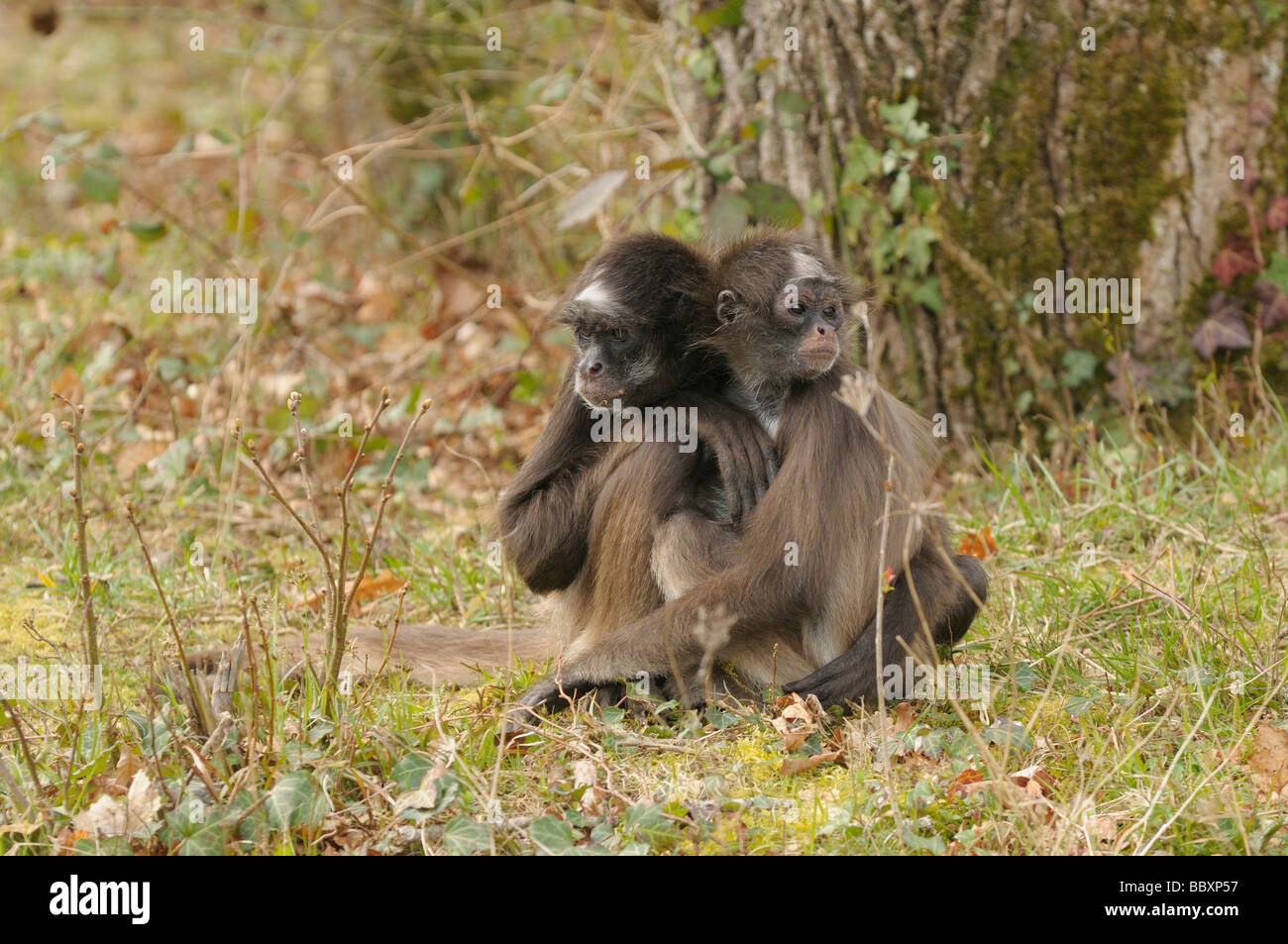 White bellied Spider Monkey Ateles belzebuth Captive mother and baby